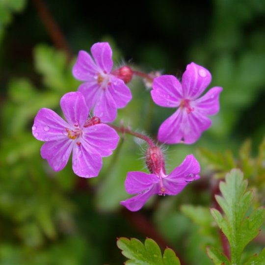 Herb robert (Geranium robertianum), Multnomah Village