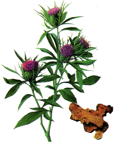 bluemoonacupuncture